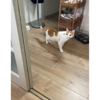 のぞき込む猫