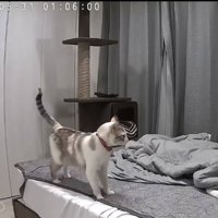 飼い主に向かって鳴く猫