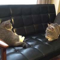 向かい合って座る2匹の猫