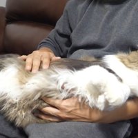 膝の上