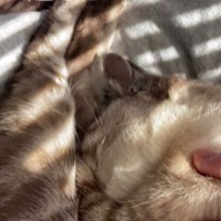 全然起きない猫