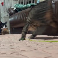 部屋の中を駆ける子猫を見つめる2頭の猫