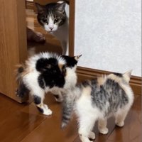 威嚇を強める赤ちゃん猫