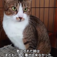 おすわりする猫