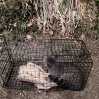捕獲された猫