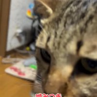 カメラに目線を送る猫