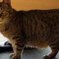 室内にいる猫