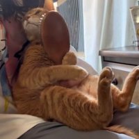 飼い主の膝の上で飼い主を見ている猫