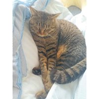 眠る猫