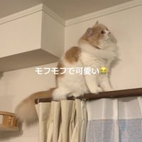 カーテンレールの上で座り込む猫