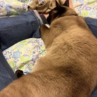 甘える猫