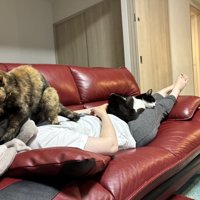ソファで眠る飼い主と、飼い主の膝と顔の上に乗っている2匹の猫