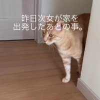廊下を歩き回る猫
