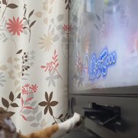 テレビを見る猫