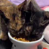 ごはんを食べる子猫たち