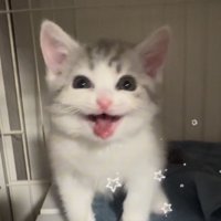ケージの中で鳴く子猫
