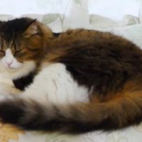 眠る猫