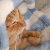 毛布から頭を出し祈るポーズの茶トラ猫