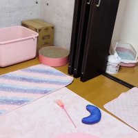 保護猫の部屋に移された5匹の子猫と子猫を見る保護猫