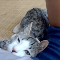 笑顔の猫