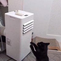 猫パンチする猫2