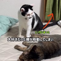 横になっている猫を見ている猫
