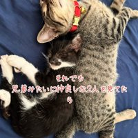 添い寝する2匹の子猫