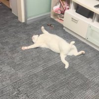 近づく猫