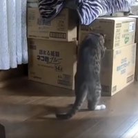 猫と段ボール