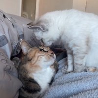 顔を近づける子猫