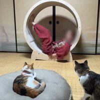 手を使う飼い主さん