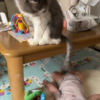 見下ろす猫