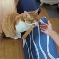 顔を上げる猫