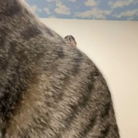 カメラの前に座る猫