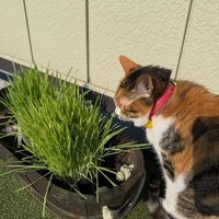 猫草を食べる猫