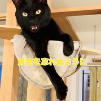 キャットタワーのボウルの中で鳴く黒猫