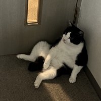 おっさん座りする猫