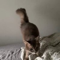上目遣いの猫