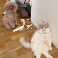 壁紙を貼る飼い主の目の前でくつろぐ猫