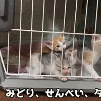 ケージの4匹の猫