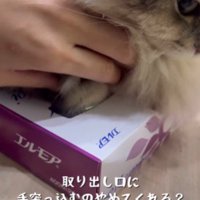 猫の手をつかむ飼い主
