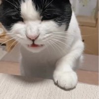 おやつを食べている猫