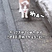 近寄ってくる野良猫