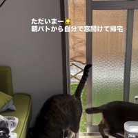 2匹が家に入ってきた様子