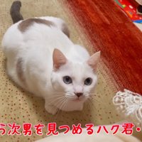 見つめる姿