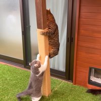 登るつむぎくん