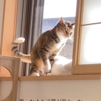 起き上がる猫