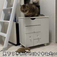 「見下ろされるのはイヤみたいｗ」のテロップ写真