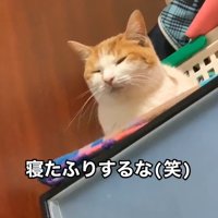 薄目を開ける猫