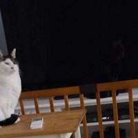 テレビと猫